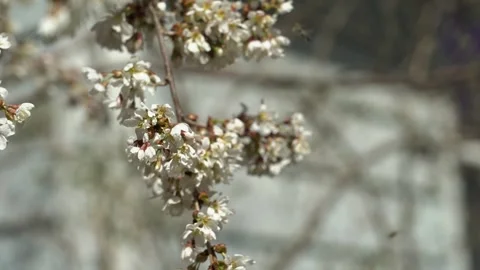 Bees pollinating flowers on the branch of a tree in a garden Vídeos de archivo 276612061