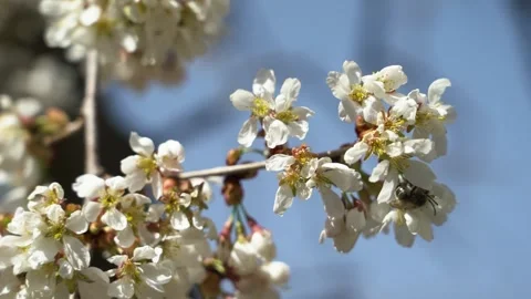 Bees pollinating flowers on the branch of a tree in a garden Vídeos de archivo 276612065