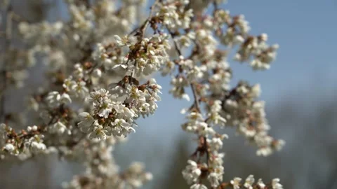 Bees pollinating flowers on the branch of a tree in a garden 스톡 동영상 276612071