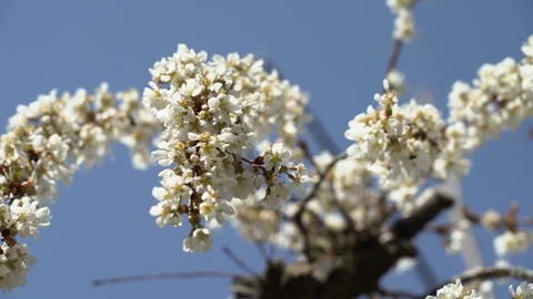 Bees pollinating flowers on the branch of a tree in a garden Vídeos de archivo 276612079