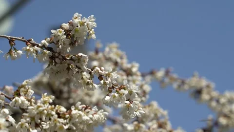 Bees pollinating flowers on the branch of a tree in a garden Vídeos de archivo 276612084