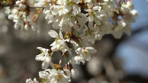 Bees pollinating flowers on the branch of a tree in a garden Vídeos de archivo 276612085