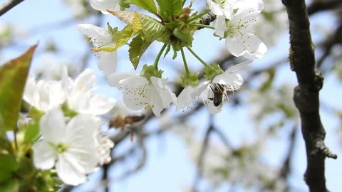 Bees pollinating flowers on cherry tree Stock Footage 167307026