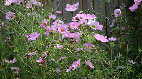 Bees pollinating flowers Vidéo 36878774