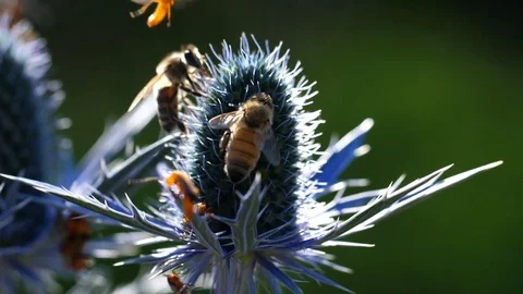Bees Pollinating Flowers Stock Footage