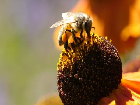 Bees Pollinating Flowers Stock Footage