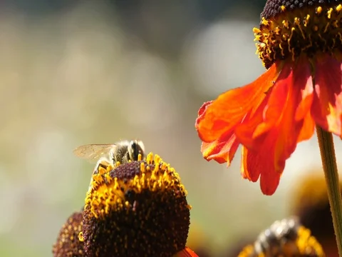Bees Pollinating Flowers Stock Footage