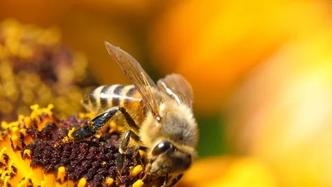 Bees Pollinating Flowers Stock Footage