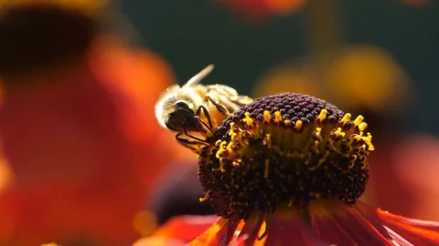 Bees Pollinating Flowers Stock Footage