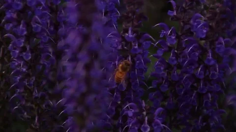 Bees pollinating flowers Stock-Footage 82329539