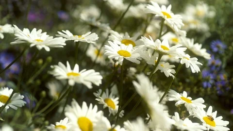 Bees Pollinating Flowers Stock Footage 94284113