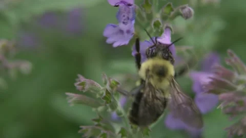 Bees Pollinating Flowers Video stock 135740339