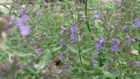 Bees Pollinating Flowers Video stock 135740489