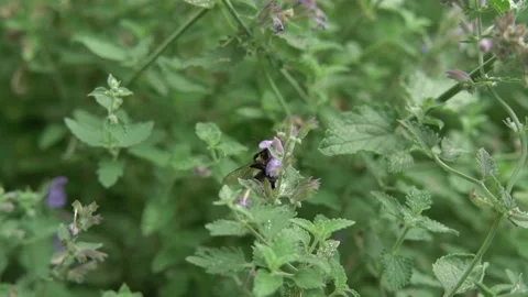 Bees Pollinating Flowers Stock Footage