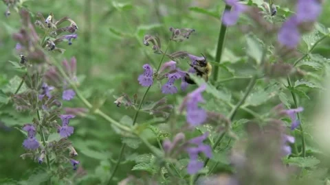 Bees Pollinating Flowers Video stock 135740719