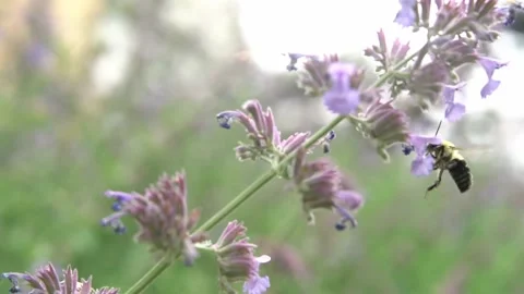 Bees Pollinating Flowers Video stock 135740795