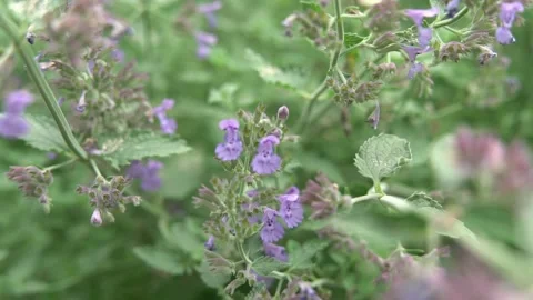 Bees Pollinating Flowers Video stock 135740969