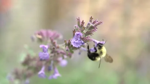 Bees Pollinating Flowers Video stock 135741089