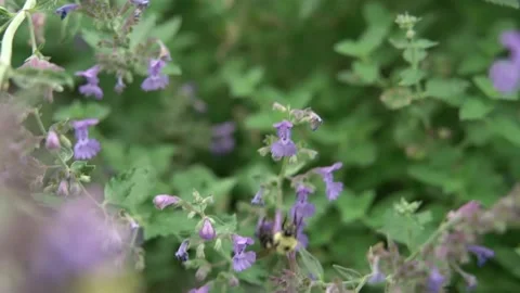 Bees Pollinating Flowers Video stock 135741177