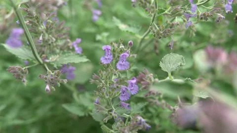 Bees Pollinating Flowers Video stock 135741179