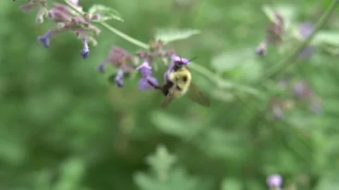 Bees Pollinating Flowers Video stock 135741268