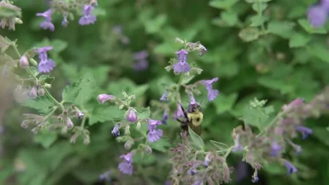 Bees Pollinating Flowers Video stock 135741270