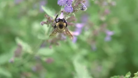 Bees Pollinating Flowers Video stock 135741319
