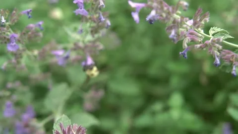 Bees Pollinating Flowers Video stock 135741408