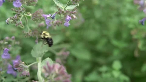 Bees Pollinating Flowers Video stock 135741438