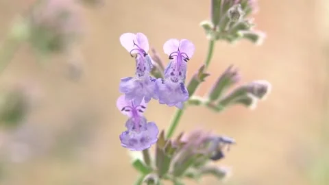 Bees Pollinating Flowers Video stock 135741557