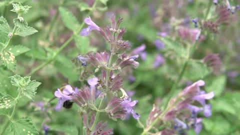 Bees Pollinating Flowers Video stock 135741570