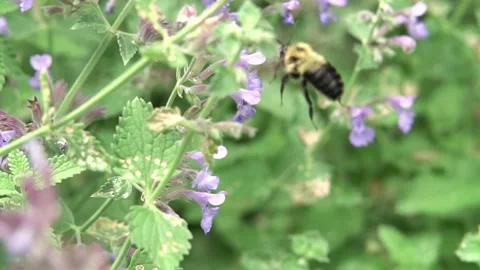 Bees Pollinating Flowers Video stock 135741577
