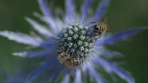 Bees Pollinating Flowers Video stock 156863574