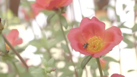 Bees pollinating flowers Video stock 219687371