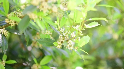 Bees pollinating holly bush flowers Stock Footage 75763377