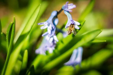 Bees pollinating hyacinth Stock Photos