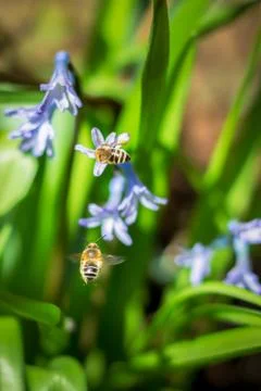 Bees pollinating hyacinth Stock Photos