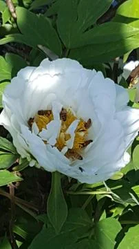 Bees pollinating inside a flower. 库存照片