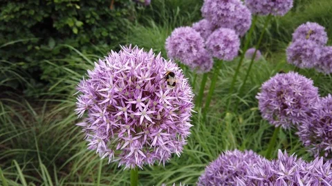 Bees pollinating large purple Allium flowers Video stock 115518607