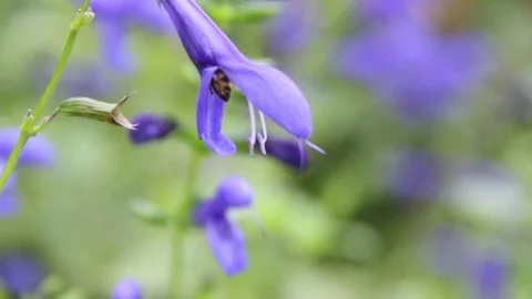 Bees pollinating lavender, Central Park NYC Stock Footage