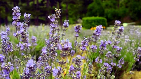 Bees pollinating lavender on a field Stock Footage 134921877