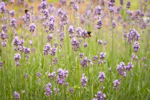 Bees pollinating in a lavender field Stock Photos