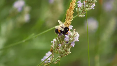 Bees Pollinating Lavender Flowers Stock-Footage 211821007