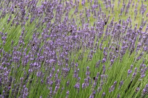 Bees Pollinating Lavender. Stock-Fotos