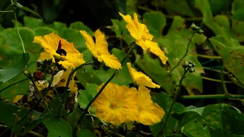 Bees Pollinating Loofah Flowers  (clip-004-a) Stock Footage 149303356