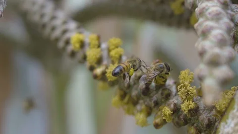 Bees Pollinating Macro Shot in Slow Motion (120FPS) Stock Footage 91778569
