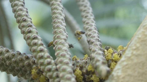 Bees Pollinating Macro Shot in Slow Motion (120FPS) Stock Footage 91778666