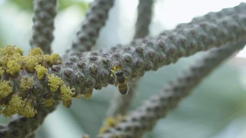 Bees Pollinating Macro Shot in Slow Motion (120FPS) Stock Footage 91778803