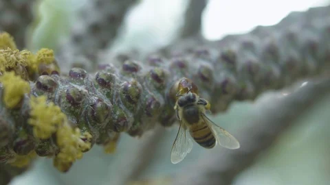 Bees Pollinating Macro Shot in Slow Motion (120FPS) Video stock 91778862