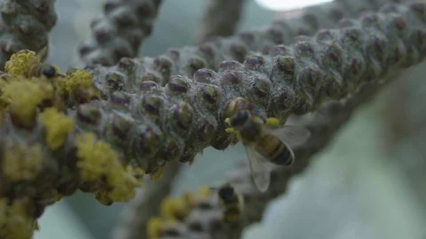 Bees Pollinating Macro Shot in Slow Motion (120FPS) Stock Footage 91779557